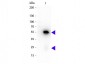 Anti-Rabbit IgG (H&L)  (Peroxidase Conjugated) Pre-Adsorbed Secondary Antibody